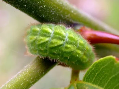 Callophrys (Callophrys) rubi