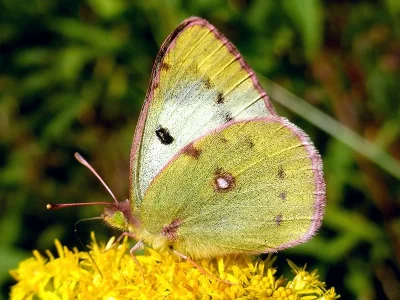 Colias hyale