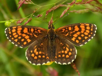 Melitaea (Mellicta) athalia