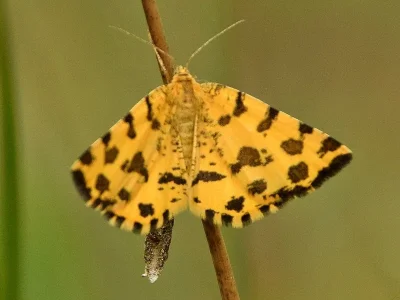 Pseudopanthera macularia