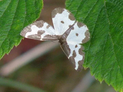 Lomaspilis marginata