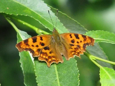 Polygonia c-album