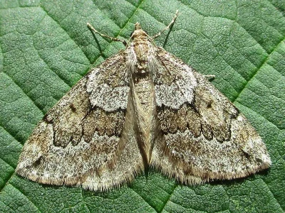 Thera juniperata