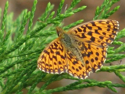 Boloria (Clossiana) dia