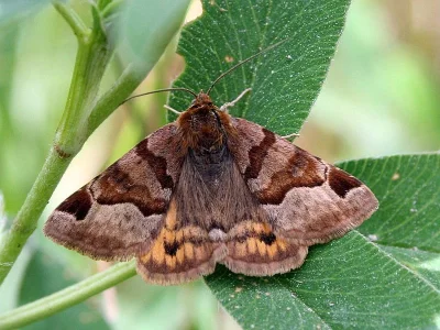 Euclidia (Euclidia) glyphica
