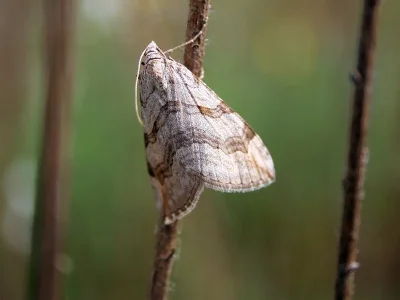 Aplocera efformata