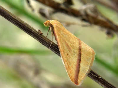 Rhodometra sacraria