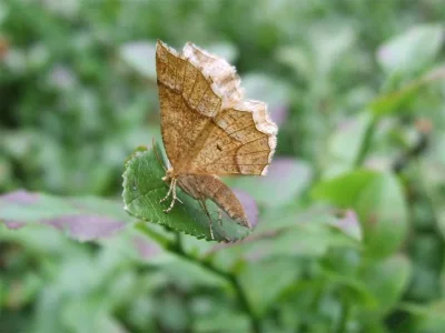 Cepphis advenaria