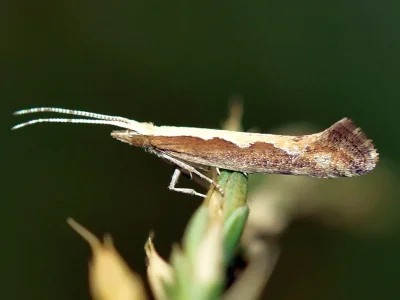Plutella (Plutella) xylostella
