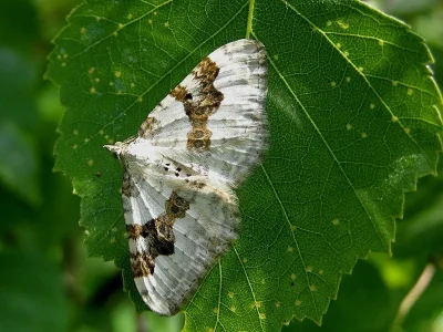Xanthorhoe montanata