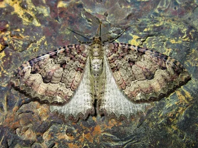 Triphosa dubitata
