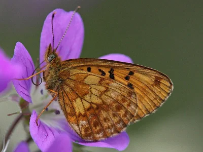 Boloria (Clossiana) thore