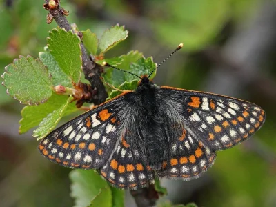 Euphydryas (Hypodryas) iduna