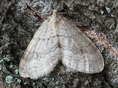 Operophtera fagata
