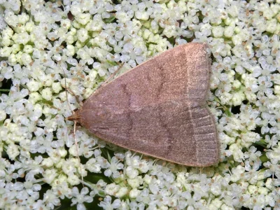 Simplicia rectalis