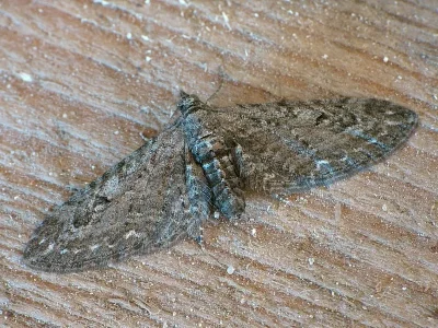 Eupithecia ochridata