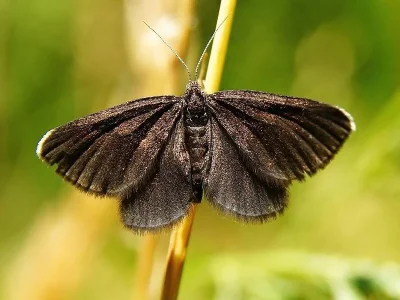 Odezia atrata