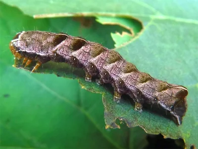 Melanchra persicariae