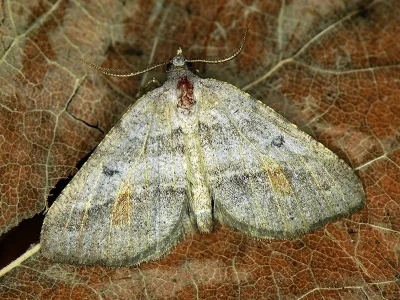 Macaria artesiaria