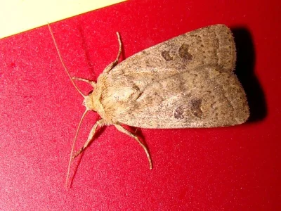 Hoplodrina octogenaria