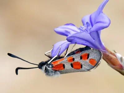 Zygaena (Zygaena) rhadamanthus