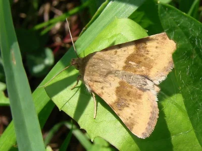 Heliothis (Heliothis) viriplaca