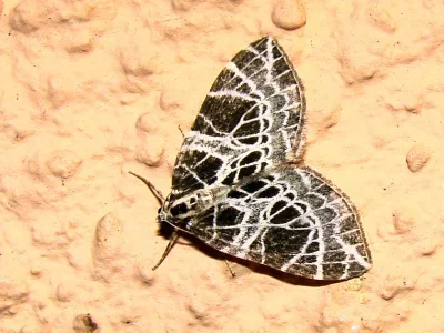 Eustroma reticulata