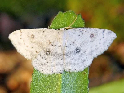 Cyclophora (Cyclophora) albipunctata