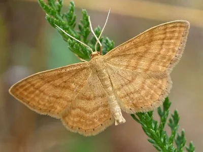 Idaea ochrata