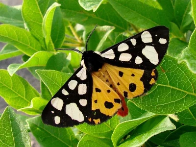 Arctia villica