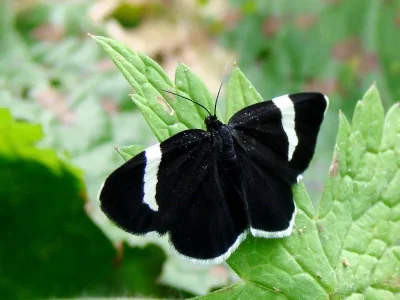 Baptria tibiale