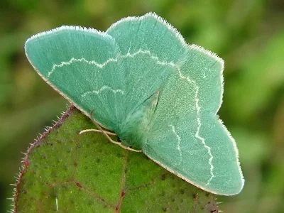 Chlorissa cloraria