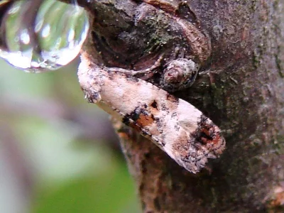 Neocochylis hybridella