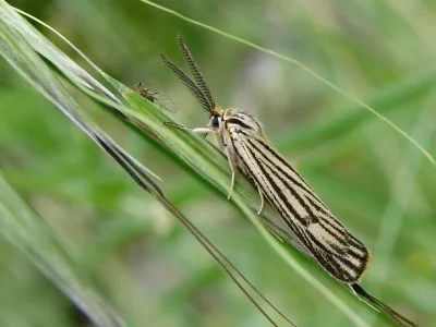 Spiris striata