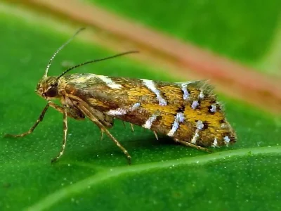 Glyphipterix bergstraesserella