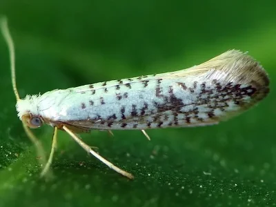 Argyresthia (Argyresthia) retinella