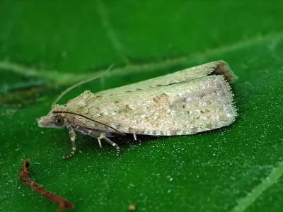 Cochylimorpha perfusana