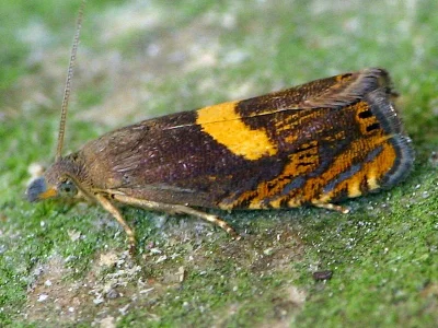 Dichrorampha petiverella