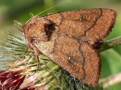 Mythimna (Mythimna) turca