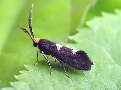 Incurvaria masculella