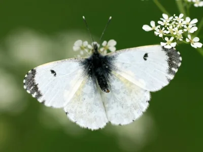 Anthocharis (Anthocharis) cardamines