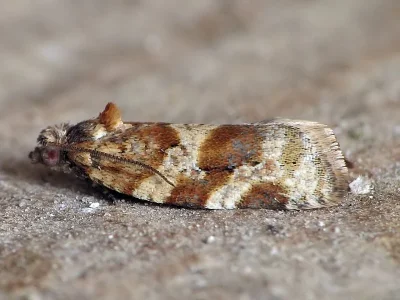 Argyrotaenia ljungiana