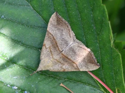 Hypena (Hypena) proboscidalis