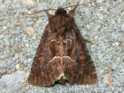 Thalpophila matura