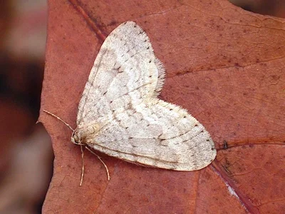 Operophtera fagata
