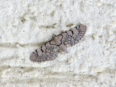 Eupithecia venosata