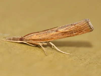 Pediasia contaminella