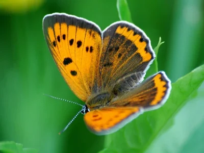 Lycaena (Thersamolycaena) dispar