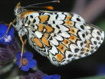 Melitaea cinxia