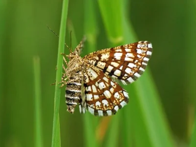 Chiasmia clathrata